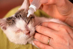 Silne oczy w kociętach - jak i jak leczyć Silne oczy w kociętach - jak i jak leczyć